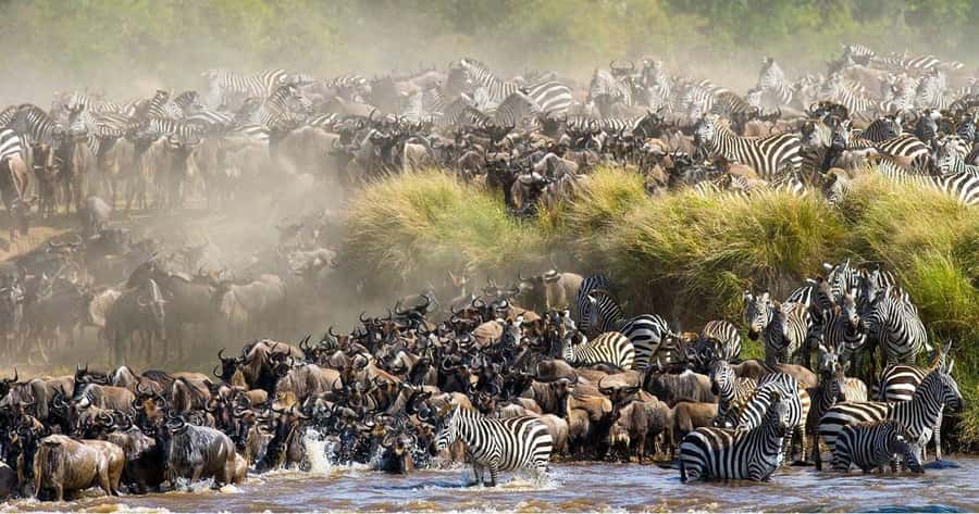From Nairobi: 3 Days 2 Nights Masai Mara Group Safari - Who This Maasai Mara Safari Is Best For