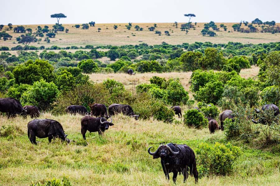 From Nairobi: 3 Days 2 Nights Masai Mara Group Safari - Nairobi Pickup, the Rift Valley Break, and Your First Mara Sunset Drive