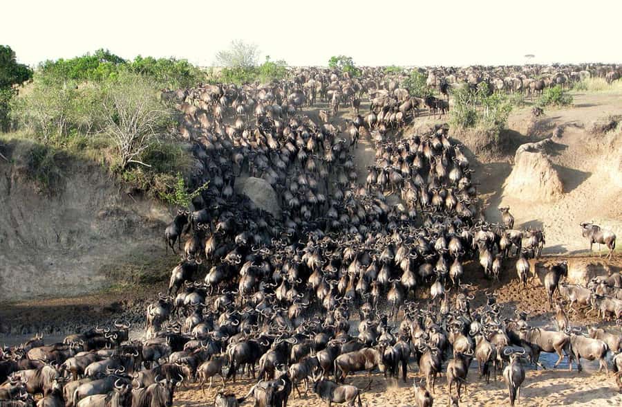From Nairobi: 3 - Days Maasai Mara Group Safari by 4WD - Key things to know before you go