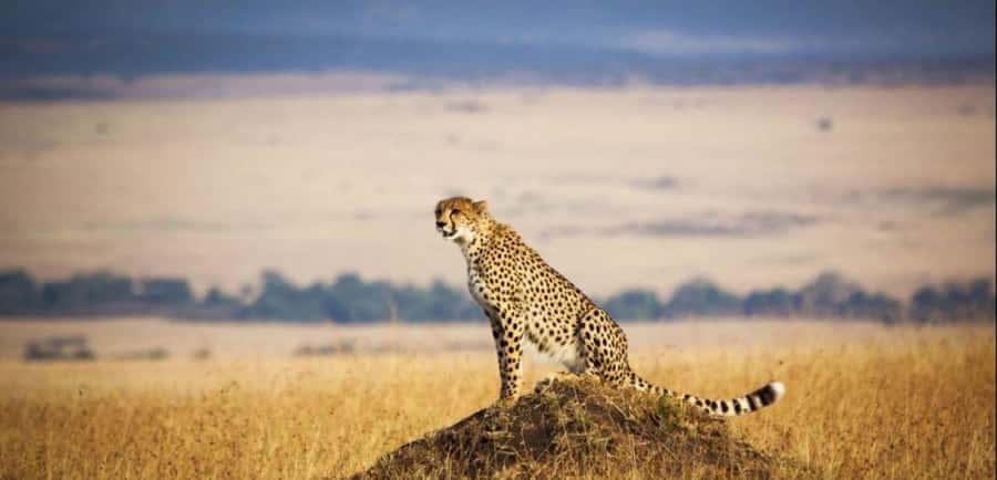 From Nairobi: 3 - Days Maasai Mara Group Safari by 4WD - Rhino Tourist Camp, or similar: basic camping that focuses on function