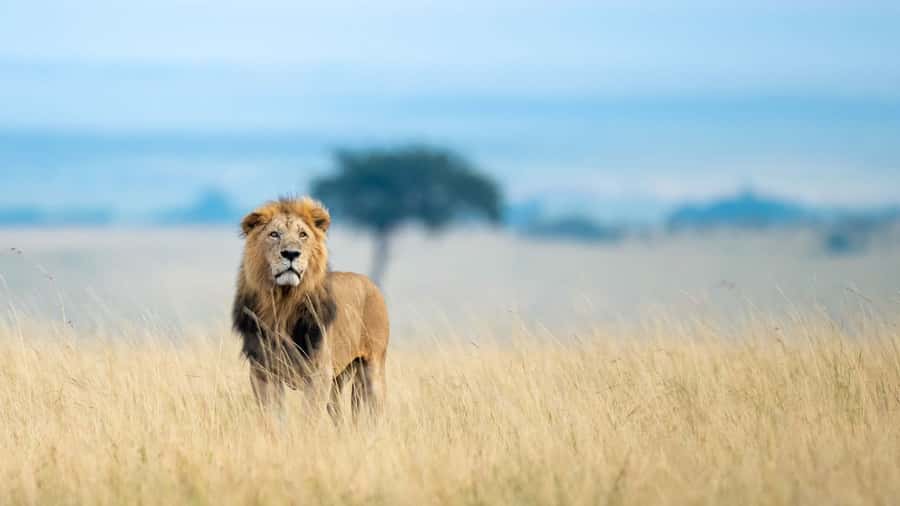 From Nairobi: 4-Day Maasai Mara and Lake Nakuru Group Safari - Value and Real Cost: what $350 really means in Kenya