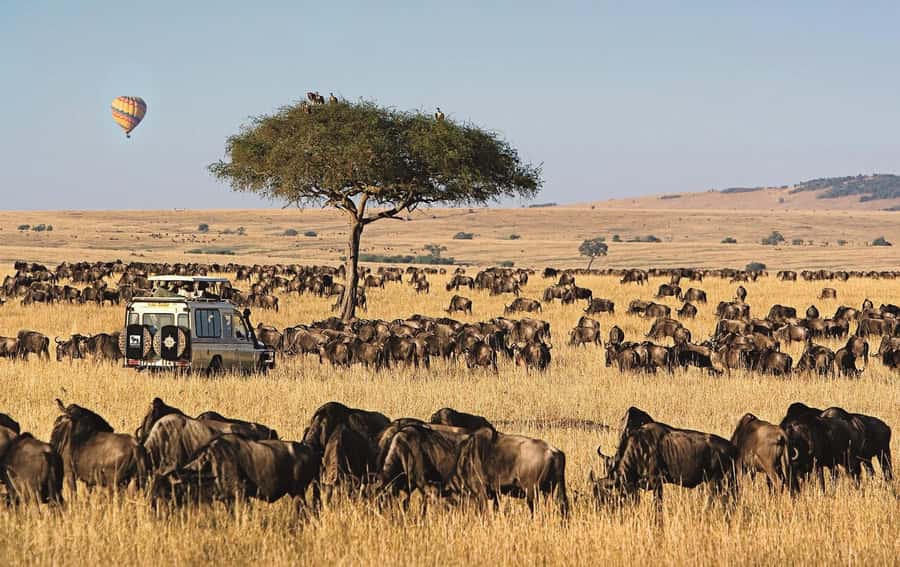 From Nairobi: 4-Day Maasai Mara and Lake Nakuru Group Safari - Who should book this 4-day Mara and Nakuru safari, and who should skip it