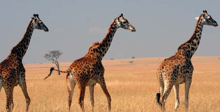 From Nairobi: 4-Day Maasai Mara and Lake Nakuru Group Safari - Nairobi to Maasai Mara: Rift Valley views and a sunset game drive