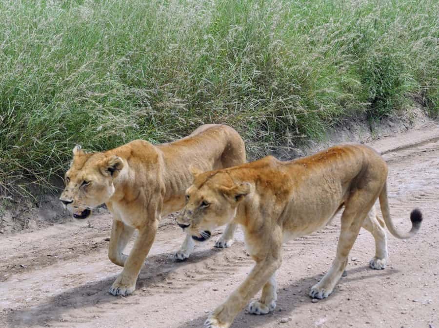 From Nairobi: 7 Days Masai Mara, Nakuru, and Amboseli Safari - Amboseli full day, elephant herds, and Observation Hill views