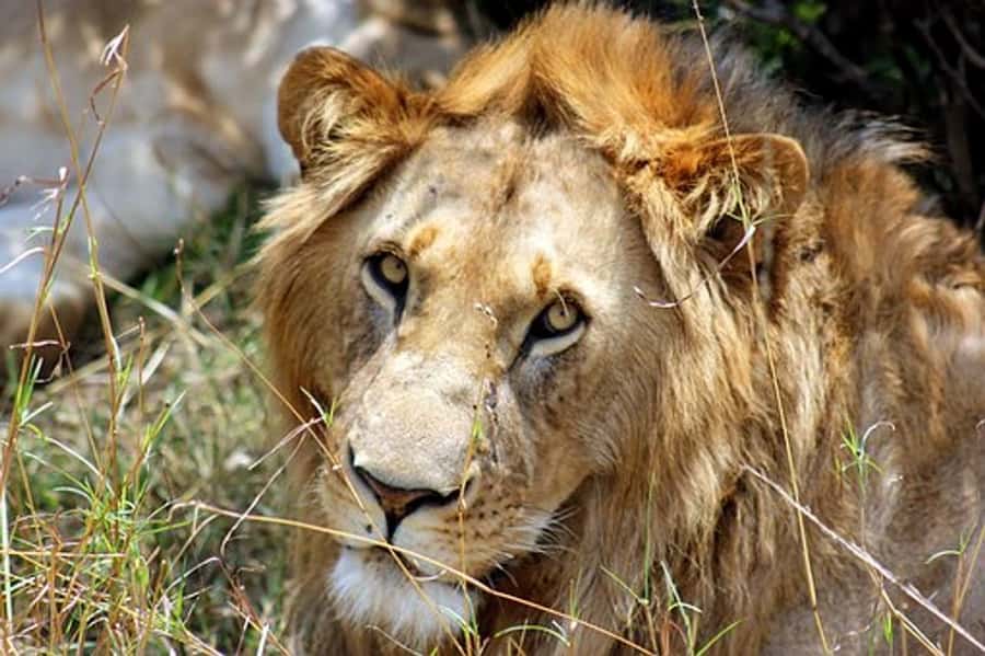 From Nairobi: 7 Days Masai Mara, Nakuru, and Amboseli Safari - Masai Mara’s Big Five hunt, plus a picnic that keeps you in the game