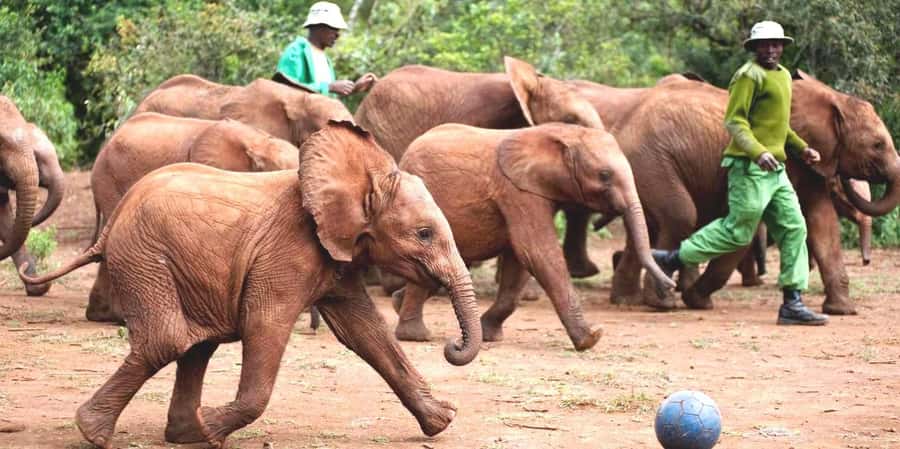 From Nairobi: David Sheldrick Elephant Orphanage Tour - Key things to know before you go