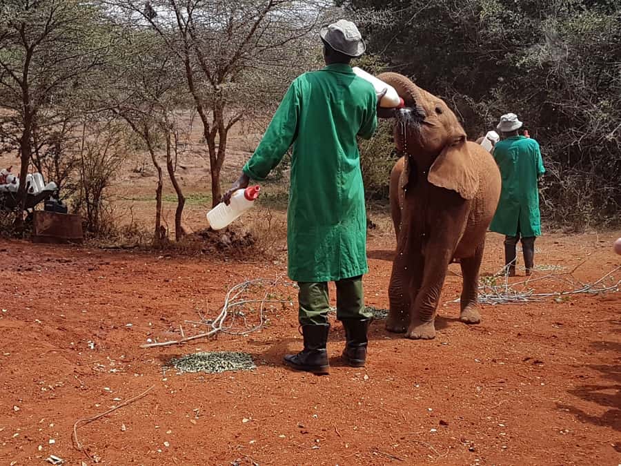 From Nairobi: David Sheldrick Elephant Orphanage Tour - What happens at the rope-fenced viewing area