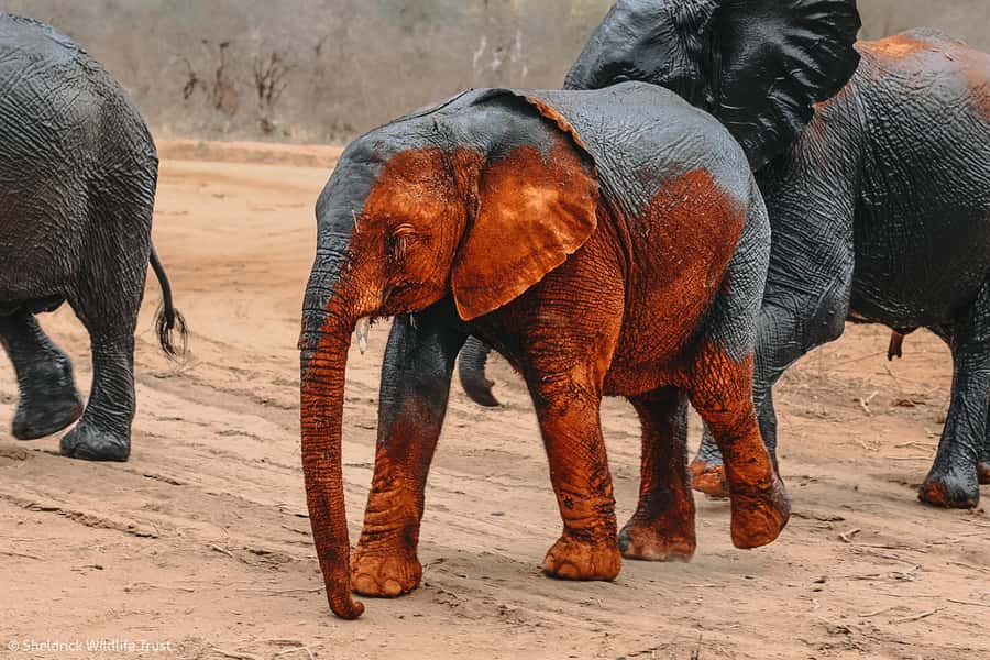 From Nairobi: David Sheldrick Elephant Orphanage Tour - What to do once you arrive: photos, calm, and attention
