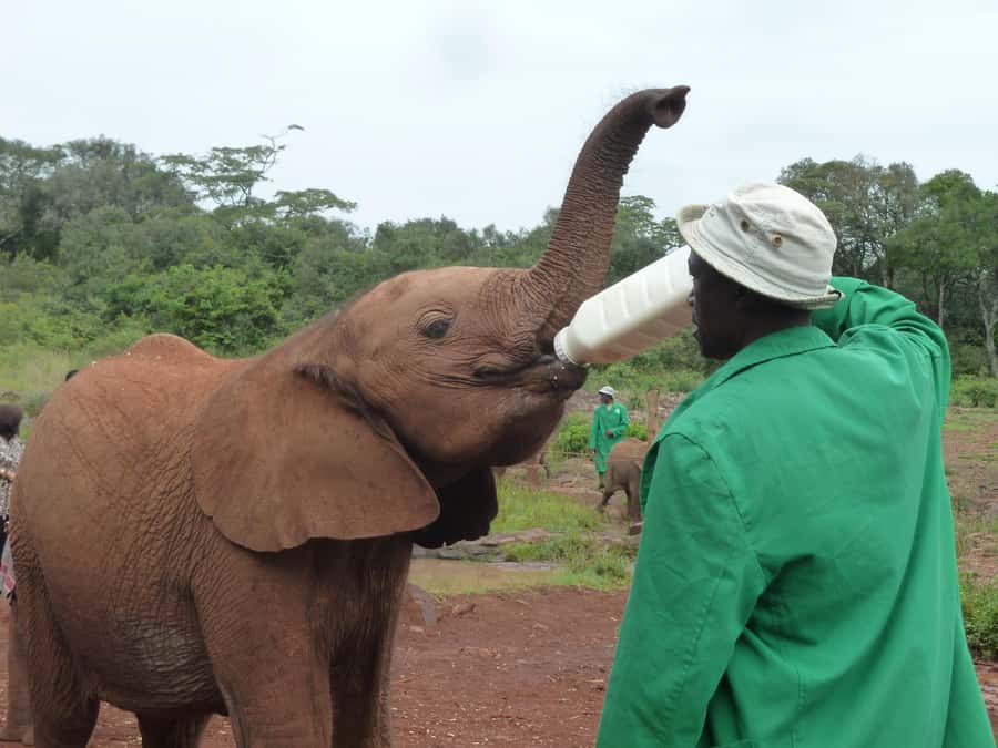 From Nairobi: David Sheldrick Elephant Orphanage Tour - Timing in Nairobi: 9:30 pickup and the 11am to 12pm feeding window