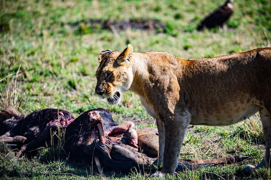 From Nairobi: Day Tour to Maasai Mara - The wildebeest migration question: when the Mara is at its most famous