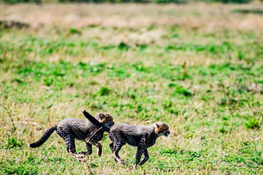 From Nairobi: Day Tour to Maasai Mara - Afternoon return drive: what 16:00 means for your photos