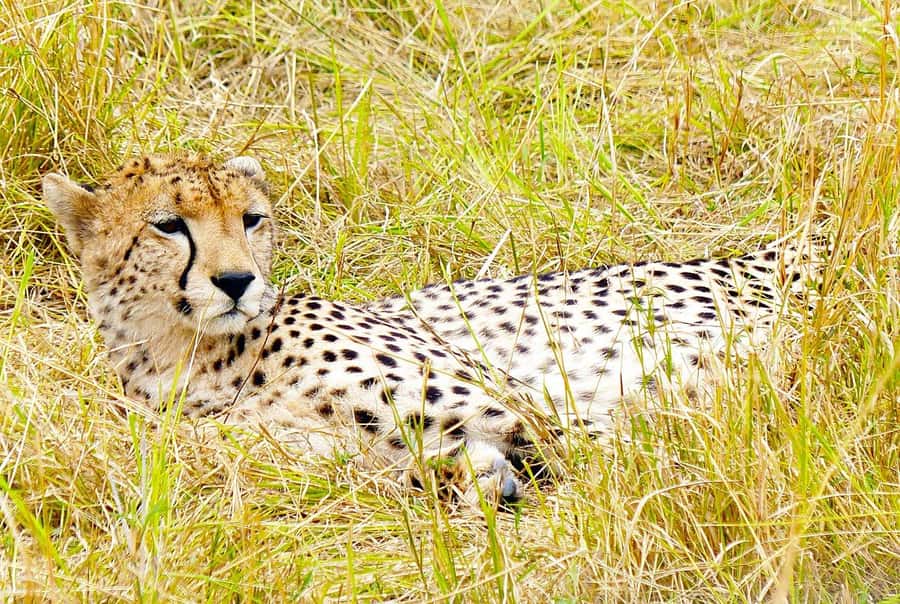 From Nairobi: Day Tour to Maasai Mara - Open Land Cruiser game drive: how you actually see animals