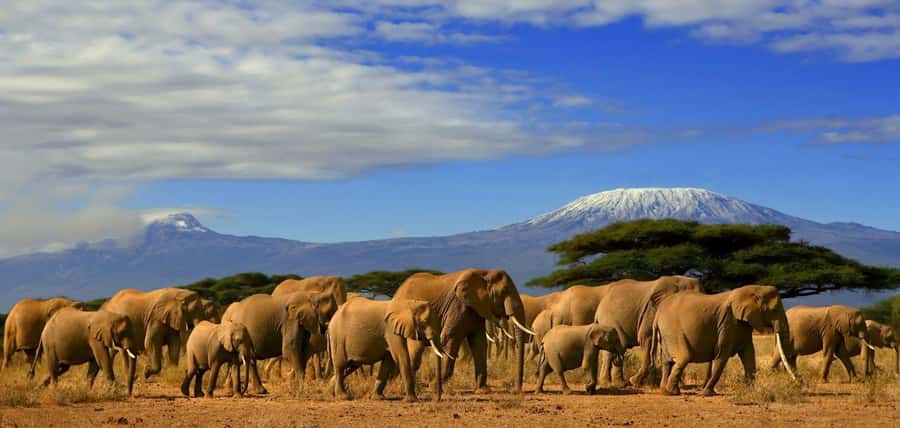 From Nairobi: Day Trip to Amboseli National Park - Key Highlights That Make This Day Trip Worth It