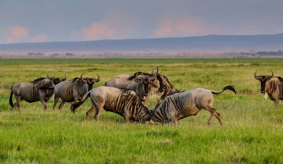 From Nairobi: Day Trip to Amboseli National Park - Nairobi to Amboseli, What This Day Trip Really Feels Like