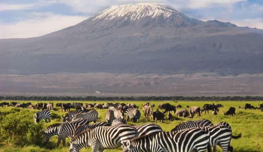 From Nairobi: Day Trip to Amboseli National Park - Wildlife Spotting in One Long Drive: What You Can Plan For
