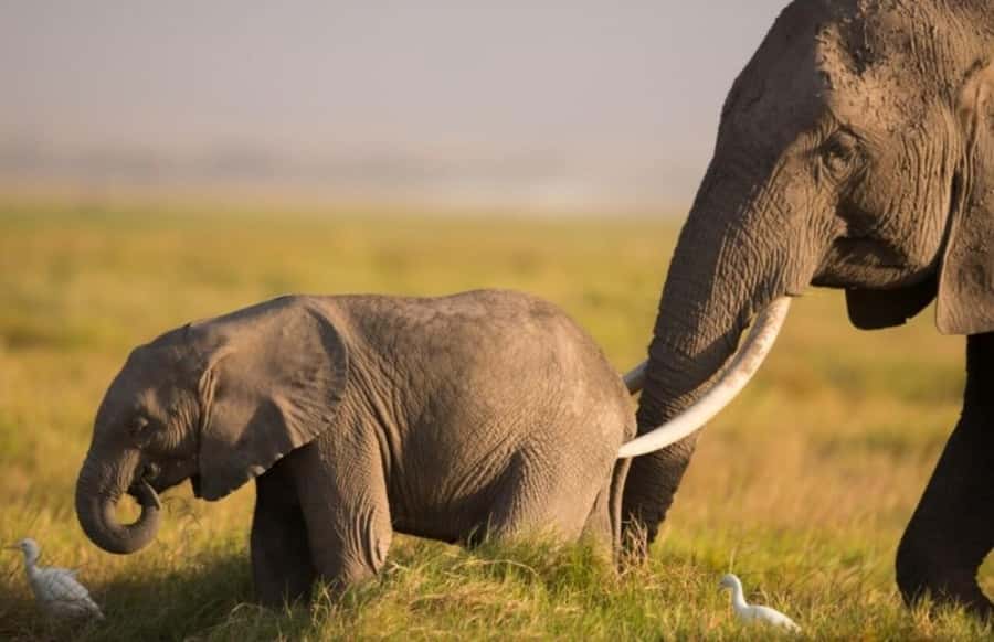 From Nairobi: Day Trip to Amboseli National Park - Getting Back to Nairobi Before Evening: The Real World Timing