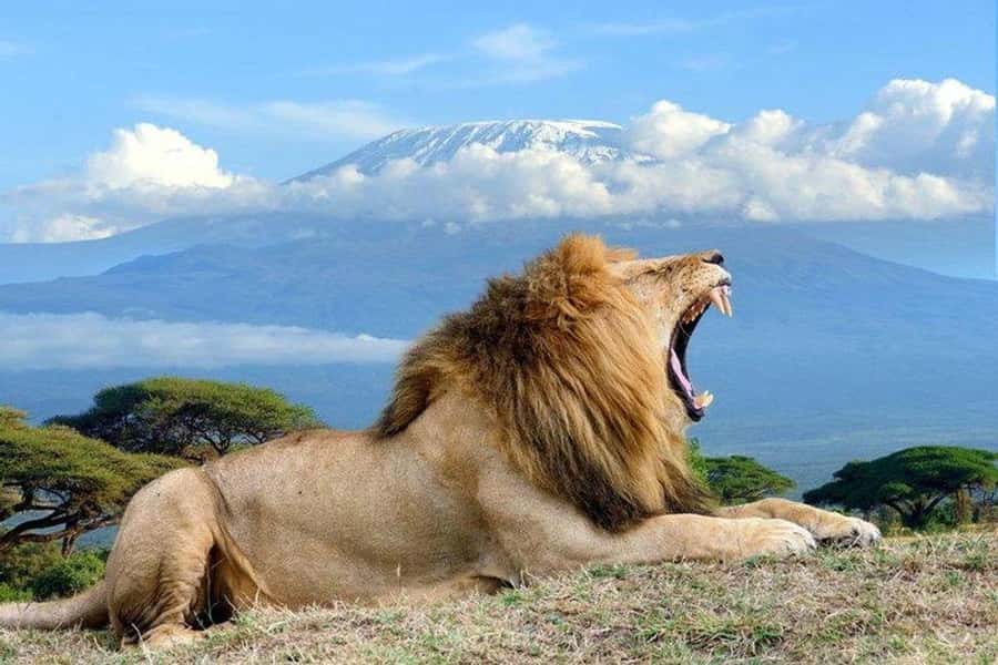 From Nairobi: Day Trip to Amboseli National Park - Guides and Safety: Why the Human Part Changes the Safari