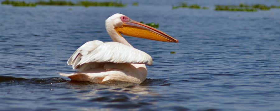 From Nairobi: Day Trip to Hells gate and Lake Naivasha - Key things that make this day trip work
