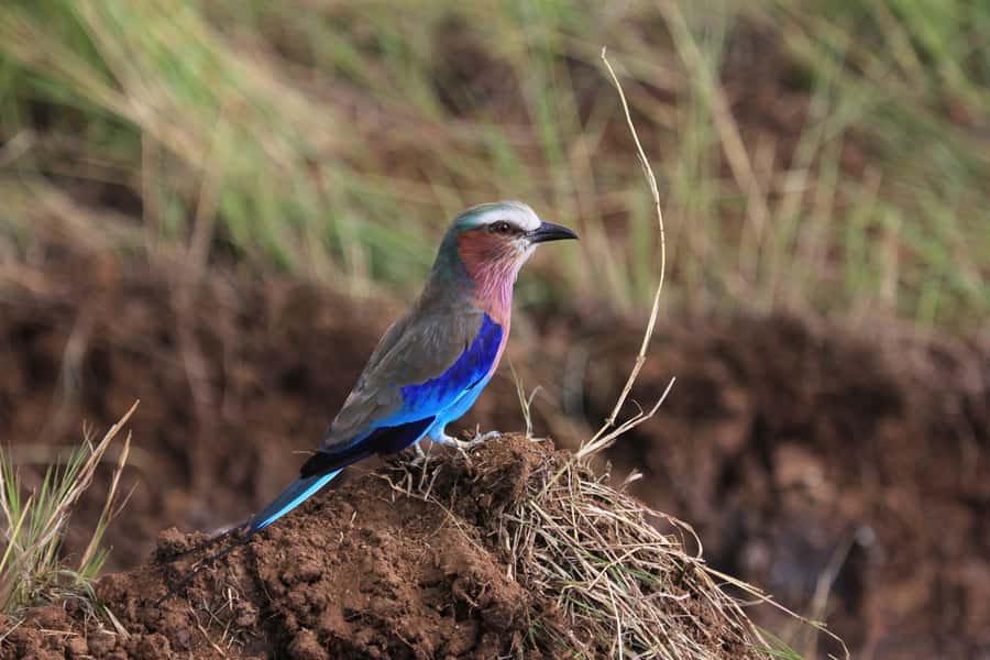From Nairobi: Day Trip to Hells gate and Lake Naivasha - Coffee, snacks, and tastings break in the Rift Valley