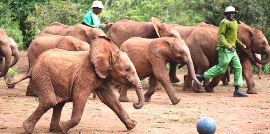 From Nairobi: Elephant Orphanage and Giraffe Center Day Trip - Key highlights to look forward to