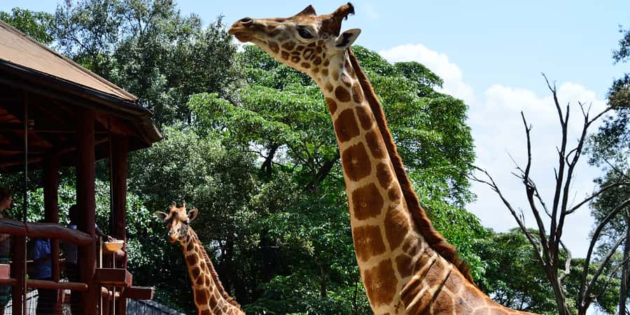 From Nairobi: Elephant Orphanage and Giraffe Center Day Trip - A tight Nairobi plan for elephants, giraffes, and Kazuri beads
