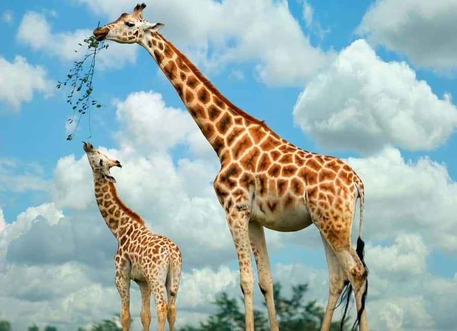 From Nairobi: Elephant Orphanage and Giraffe Center Day Trip - Pickup, timing, and how the day actually flows
