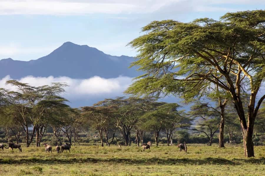 From Nairobi: Horseback Wildlife Safari with Transfer & Meal - The one-hour ride: why horseback spotting feels different