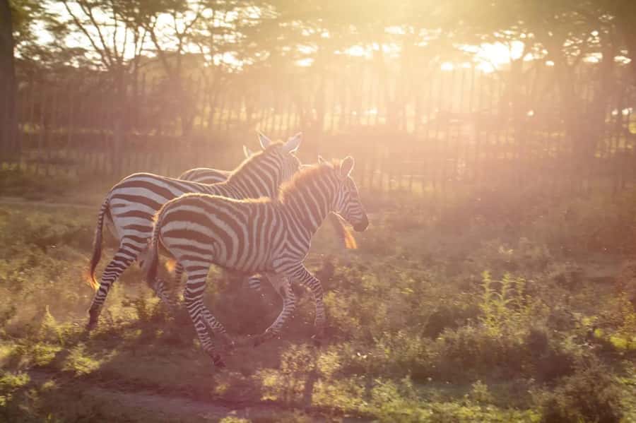 From Nairobi: Horseback Wildlife Safari with Transfer & Meal - Wildlife you might spot, and how to actually find it