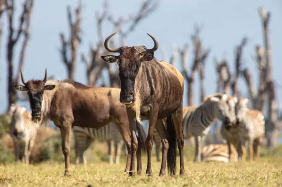 From Nairobi: Horseback Wildlife Safari with Transfer & Meal - Lunch stop: choosing the meal option and where it fits
