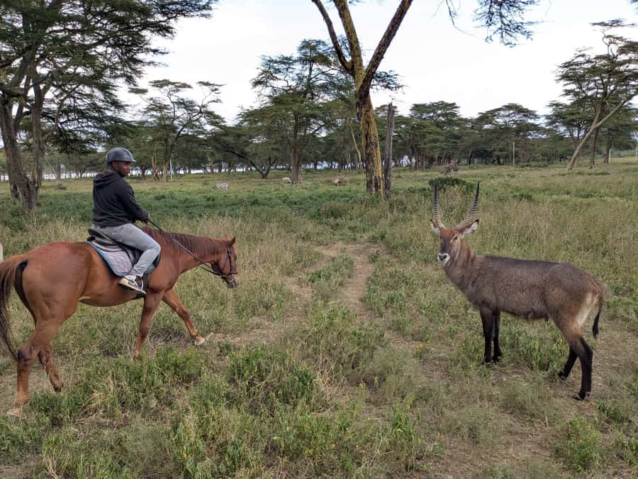 From Nairobi: Horseback Wildlife Safari with Transfer & Meal - Safety, comfort, and who should skip this safari