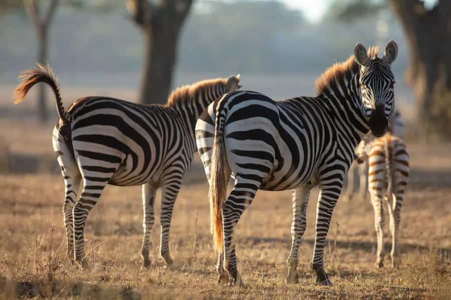 From Nairobi: Horseback Wildlife Safari with Transfer & Meal - What you pay, and why it can still feel worth it