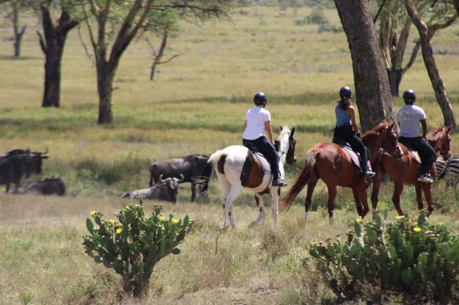 From Nairobi: Horseback Wildlife Safari with Transfer & Meal - Getting ready: horses, guides, and a clear safety rhythm