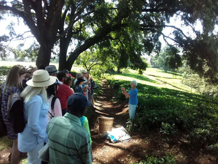 From Nairobi: Kiambethu Tea Farm Tour & Lunch - Who should book Kiambethu Tea Farm from Nairobi