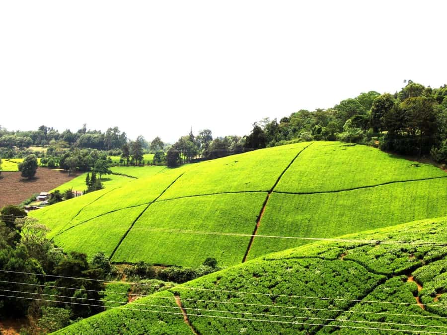 From Nairobi: Kiambethu Tea Farm Tour & Lunch - Homemade biscuits and tea, then your guide turns it into a story