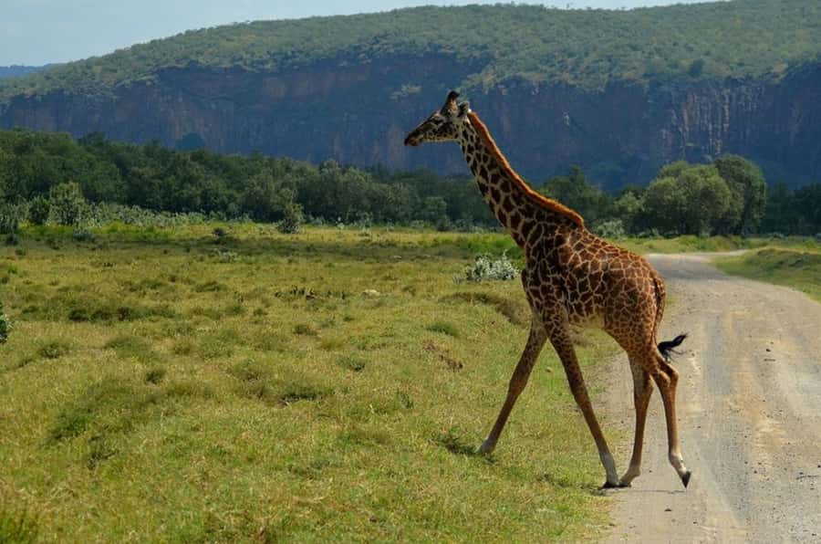 From Nairobi: Lake Naivasha and Hell's Gate Park Day Tour - Great Rift Valley viewpoint: start with the view, not the scramble