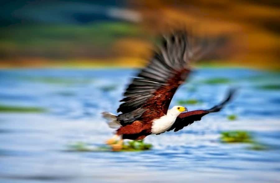 From Nairobi: Lake Naivasha and Hell's Gate Park Day Tour - Guides make the difference: what the best days tend to have