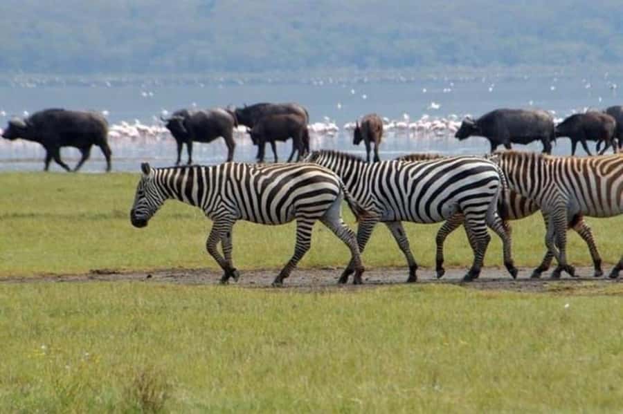 From Nairobi: Lake Nakuru National Park Full-Day Tour - Key highlights at a glance