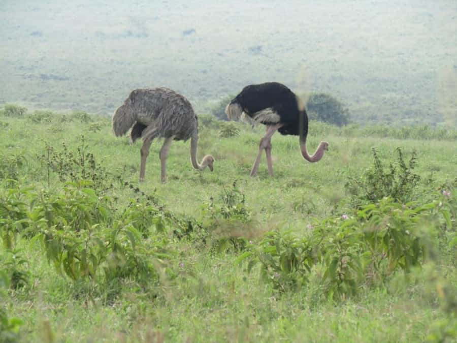 From Nairobi: Lake Nakuru National Park Full-Day Tour - What the “fenced park” setup means for your viewing