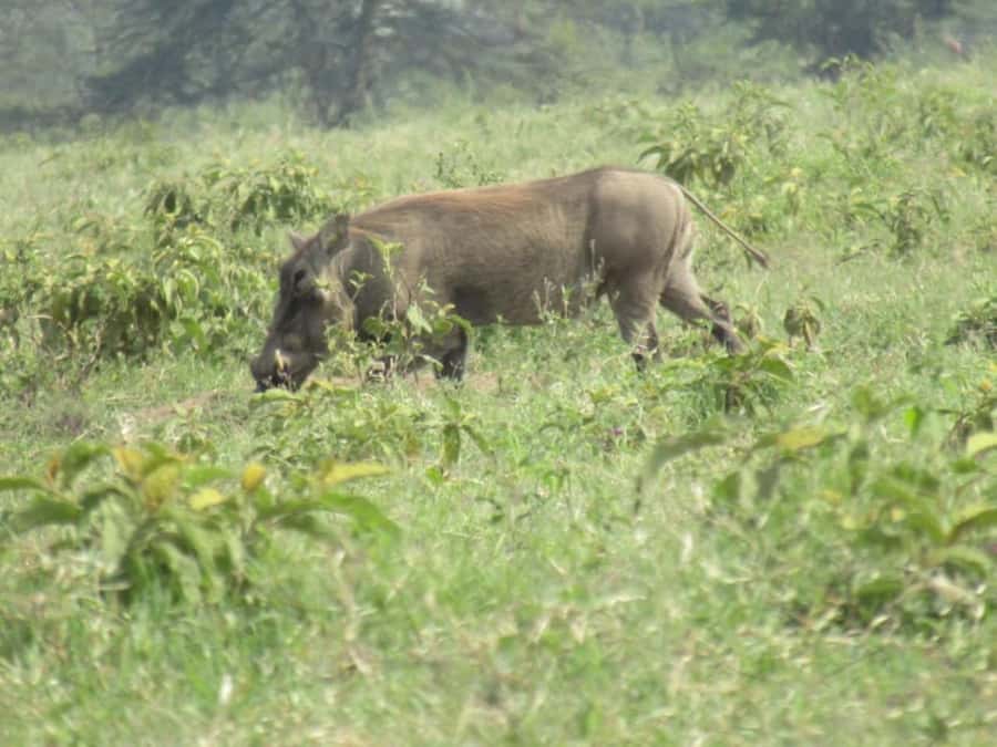 From Nairobi: Lake Nakuru National Park Full-Day Tour - Guide and safari vehicle: how you get more than sightings