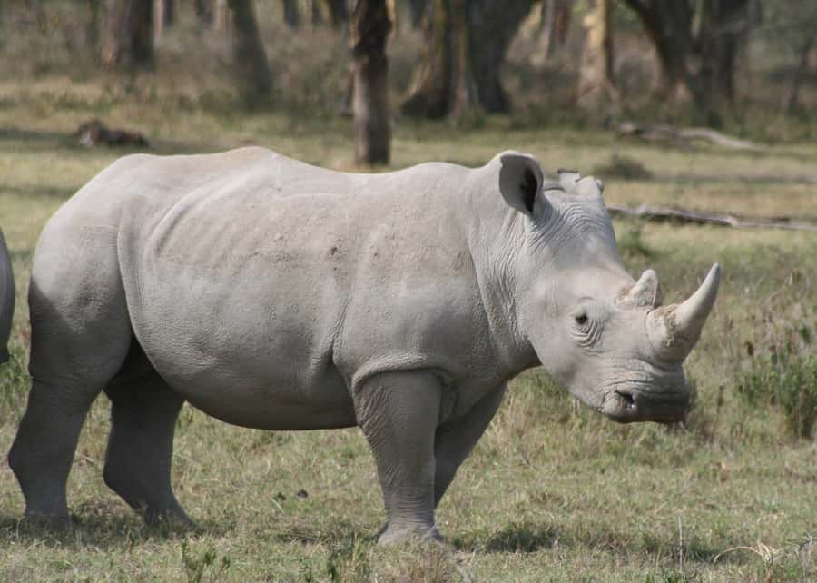 From Nairobi: Lakes Nakuru & Naivasha National Park Day Tour - Key takeaways before you go