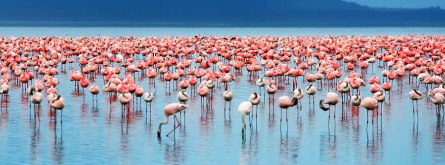 From Nairobi: Lakes Nakuru & Naivasha National Park Day Tour - Why Lake Nakuru and Naivasha make a strong one-day mix