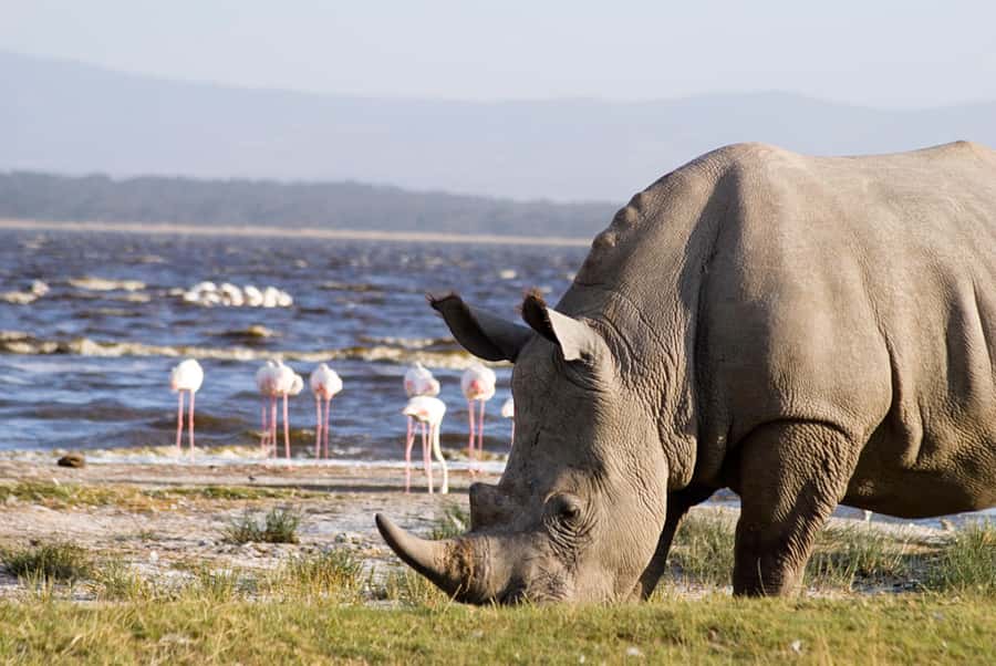From Nairobi: Lakes Nakuru & Naivasha National Park Day Tour - Lake Nakuru National Park game drive: flamingoes, rhinos, and big cats