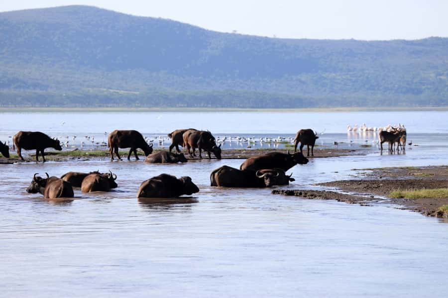 From Nairobi: Lakes Nakuru & Naivasha National Park Day Tour - Lake Naivasha boat ride: hippos, eagles, and the backlight photo issue