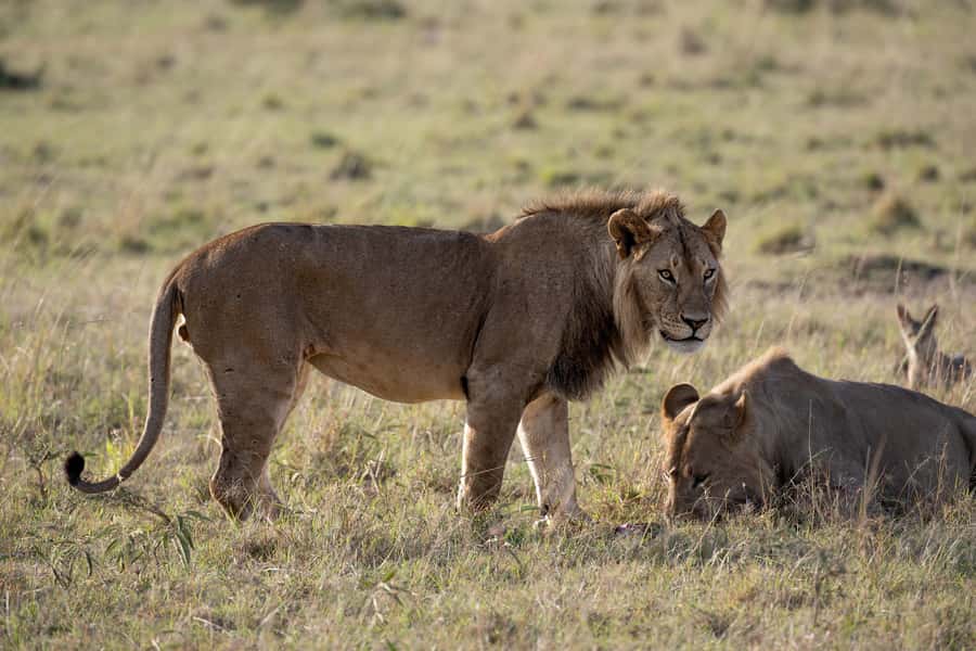 From Nairobi: Maasai Mara 1-Day Safari: AW, Lunch & Pickup - Lunch Inside the Reserve: Food Served With Better Views