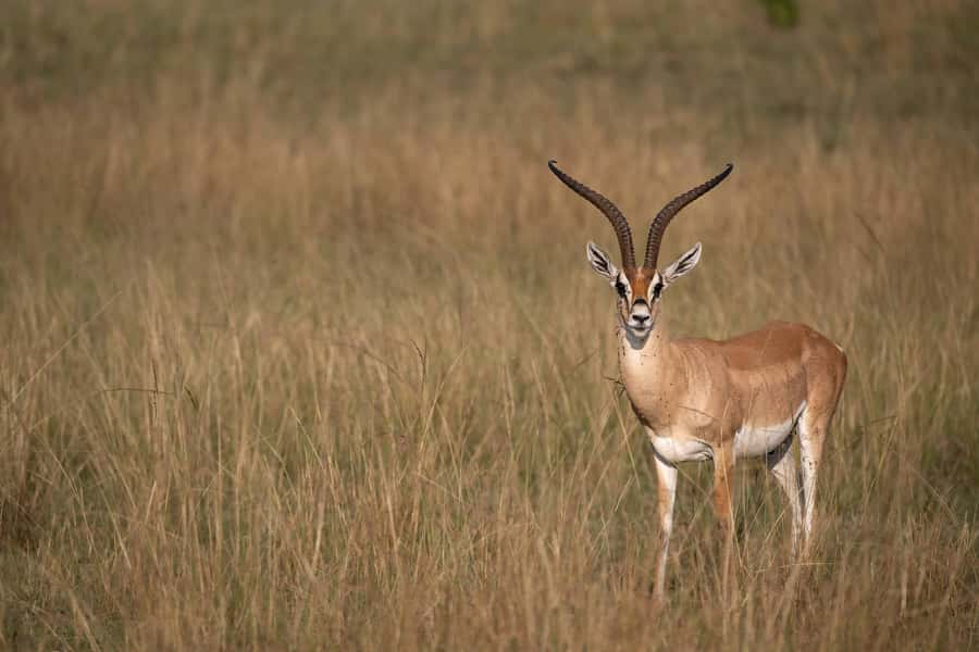 From Nairobi: Maasai Mara 1-Day Safari: AW, Lunch & Pickup - The Optional Maasai Village Visit: Culture at Your Pace