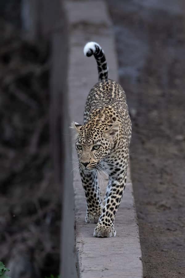 From Nairobi: Maasai Mara 1-Day Safari: AW, Lunch & Pickup - Price and Value: What $180 Really Buys