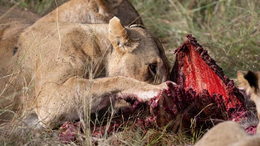 From Nairobi: Maasai Mara 1-Day Safari: AW, Lunch & Pickup - What to Bring for a Comfortable Safari Day
