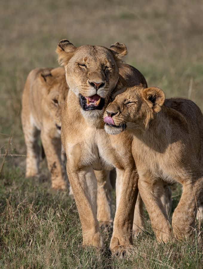 From Nairobi: Maasai Mara 1-Day Safari: AW, Lunch & Pickup - Who This Safari Is Best For (and Who Should Skip It)