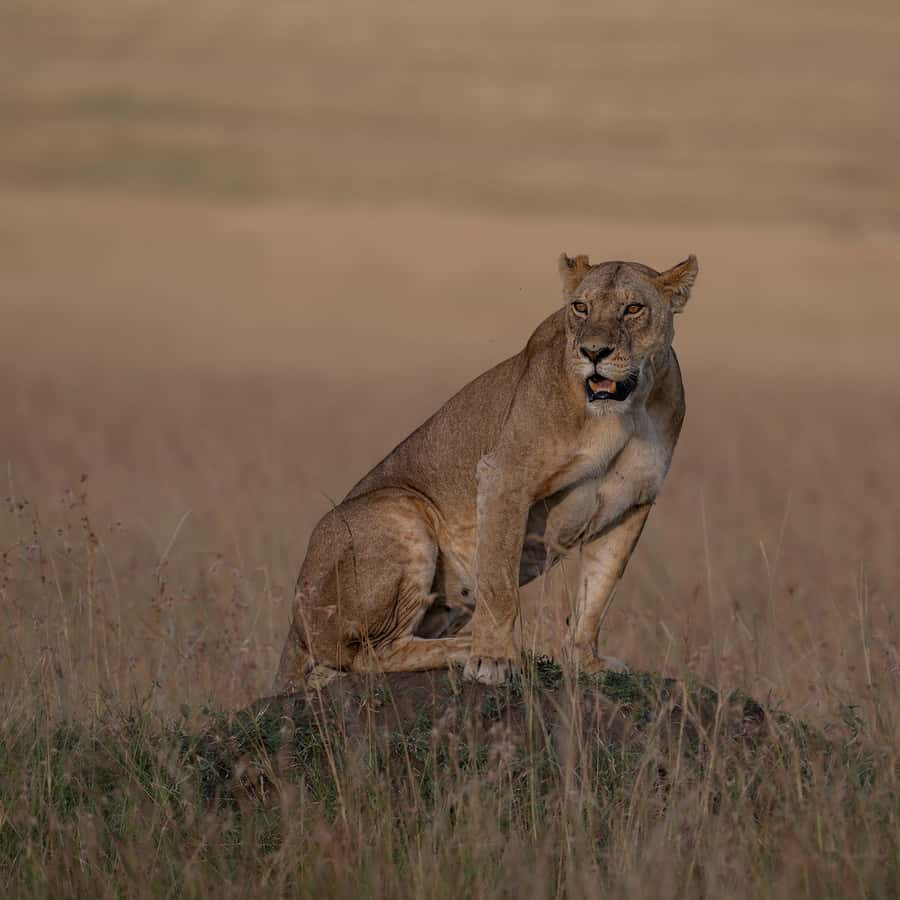 From Nairobi: Maasai Mara 1-Day Safari: AW, Lunch & Pickup - Getting From Nairobi: The Long Drive Tradeoff
