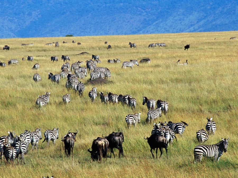 From Nairobi: Maasai Mara 3Day Budget Safari Holiday on Jeep - Key points before you go